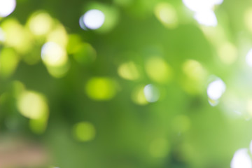 Natural green blurred and bokeh background,Abstract backgrounds.