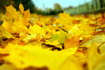 Fallen yellow maple leaves on the ground