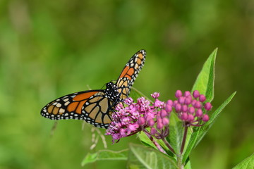 Fototapeta na wymiar Monarch Butterfly on Pink Kolanchoe