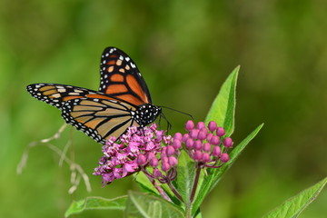 Fototapeta na wymiar Monarch Butterfly on pink flower