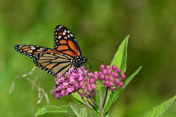 Monarch Butterfly on pink flower