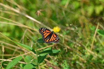 Monarch Butterfly on branch