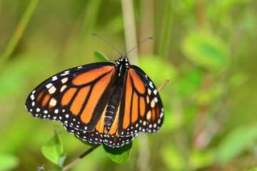 Monarch Butterfly resting on branch
