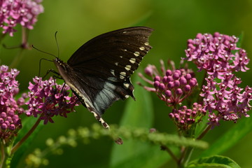 Black Swallowtail Butterfly resting on flower