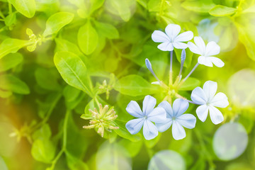 Beautiful flowers background  with color filters, Soft focus