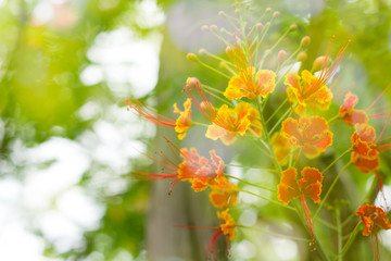 Beautiful flowers background  with color filters, Soft focus