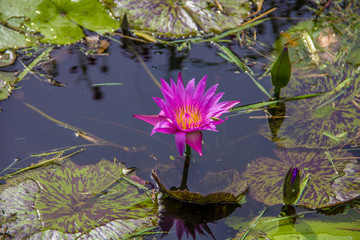 This beautiful waterlily or lotus flower is complimented by the rich colors of the deep blue water...