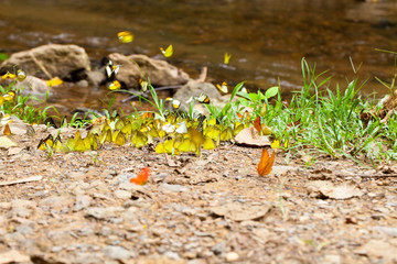 mix butterfly, mix butterfly sniffing on the dirt floor by the river in the tropical forest, Thailand