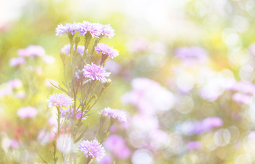 Beautiful flowers background  with color filters, Soft focus