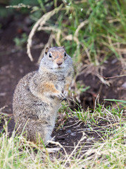 Uinta Ground Squirrel