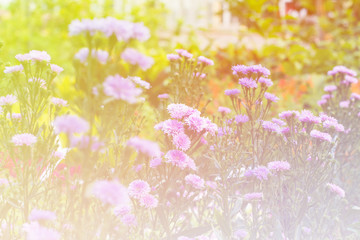 Beautiful flowers background  with color filters, Soft focus