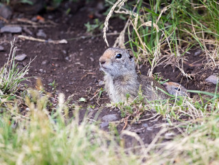Uinta Ground Squirrel