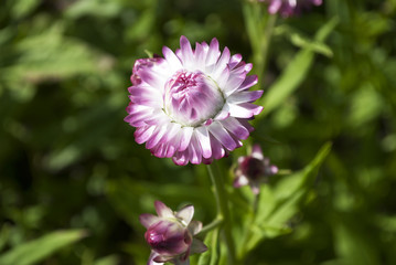 Strohblumen, Helichrysum, im Naturgarten Schleswig-Holstein 