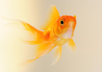 Goldfisch