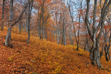Obraz premium autumn forest