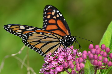 Monarch Butterfly on pink kolanchoe