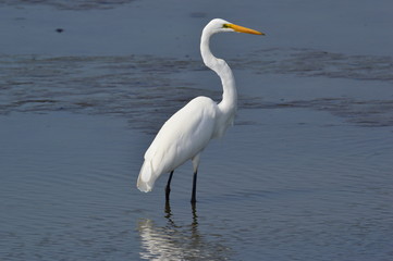 White Heron at Forsythe Refuge