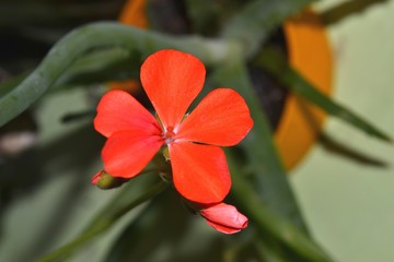 Красный цветок