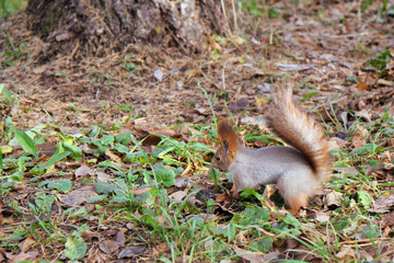 squirrel standing on the ground on his hind legs