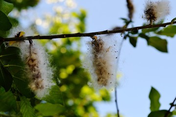 Серёжки на деревьях © noviembermi