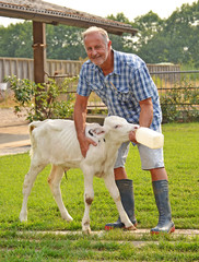 Fototapeta premium Veterinario dando de beber leche a una ternera con un biberon.