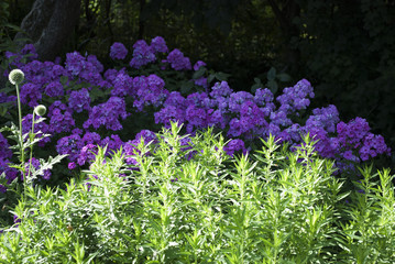 Obraz premium Flammenblume, Phlox Blüte in pink und Kugeldistel - Echinops - in Naturgarten Schleswig-Holstein