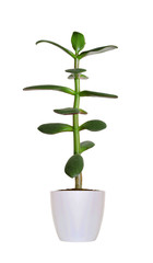 Fototapeta na wymiar green Crassula plant in flowerpot isolated on white