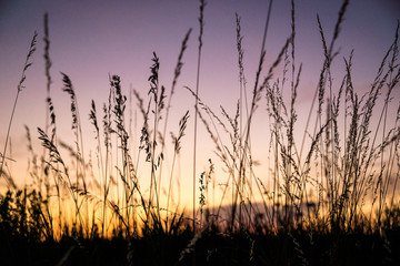 Romantic sunset with the summer grass