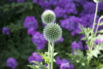 Fototapeta premium Kugeldistel - Echinops - und Flammenblume, Phlox Blüte in pink in Naturgarten Schleswig-Holstein 