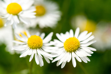 Obraz na płótnie Canvas White daisy flowers on green bokeh background close-up