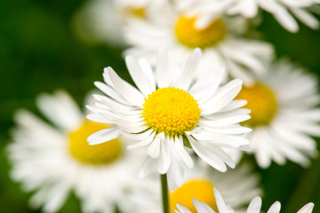 Fototapeta premium White daisy flowers on green bokeh background close-up