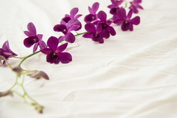 Beautiful orchid on white bed