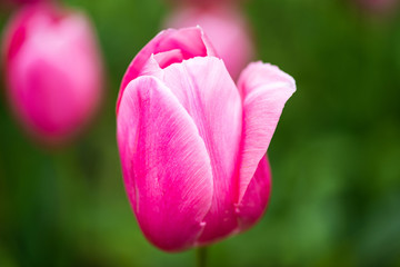 Obraz na płótnie Canvas Pink tulips with green bokeh background close-up