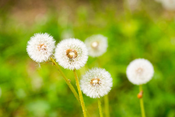 Dandelion on green grass bokeh background close-up