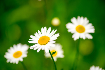 White daisy flowers