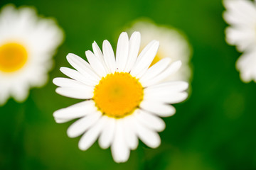 Fototapeta premium White daisy flowers