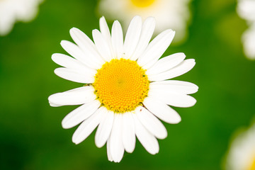 Fototapeta premium White daisy flowers