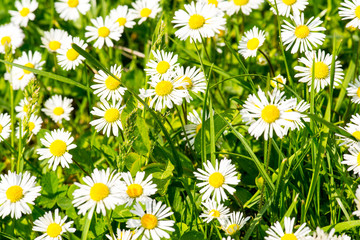 Fototapeta premium White daisy flowers