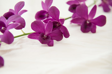 Beautiful orchid on white bed