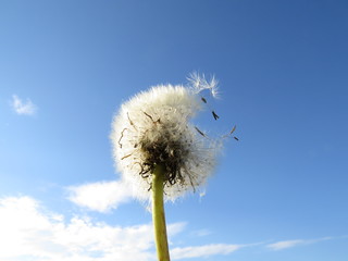 Umbrellas of dandelion against the blue sky.