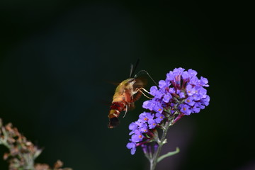 Clearwing Hummingbird Moth resting on purple kalanchoe.