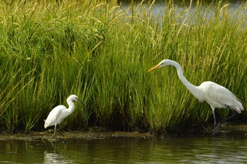 Great Egret and Snow Egret grazing the afternoon waters