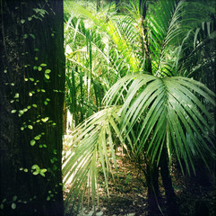 Fototapeta na wymiar Jungle