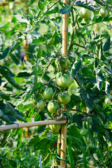 Piante di Pomodori Cuore di Bue, sviluppo curare, agricoltura