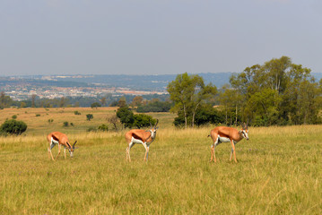  Impala (antelope), national park South Africa.
