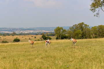  Impala (antelope), national park South Africa.
