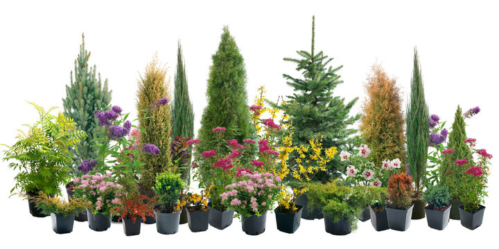 Shrubs in containers