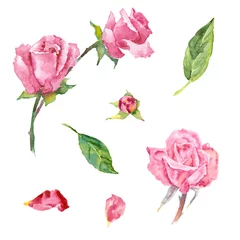 Papier Peint photo Des roses Rose aquarelle (éléments)