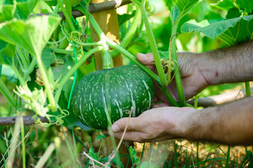 Pianta di Zucca, sviluppo curare, agricoltura
