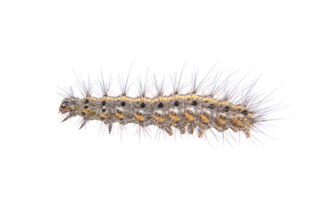 Colored caterpillar on a white background